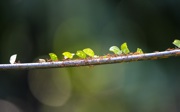 Leaves walk through tropical rainforest en masse