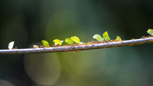Leaves walk through tropical rainforest en masse