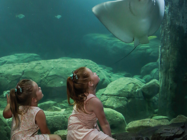 Descend along the reef