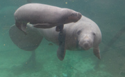 West Indian manatee born in Arnhem