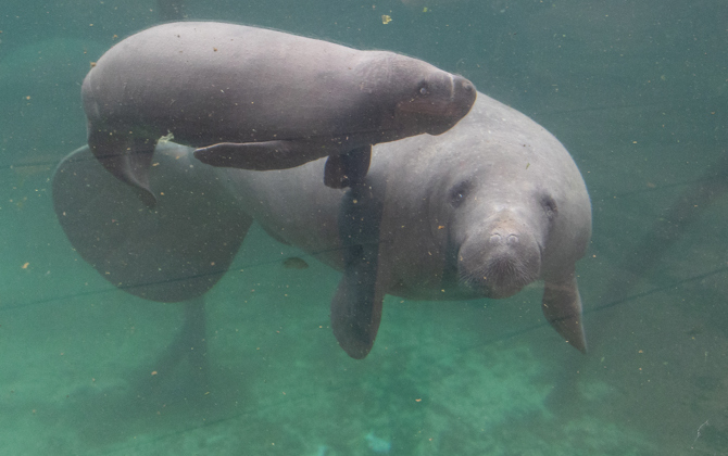 West Indian manatee born in Arnhem