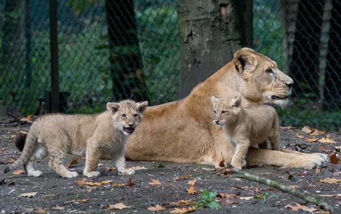 Special transport: lion