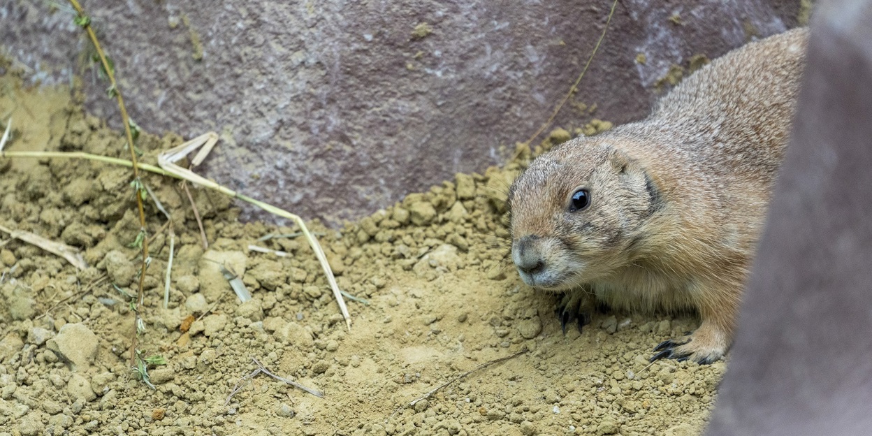 New species: Burrowers and tree climbers